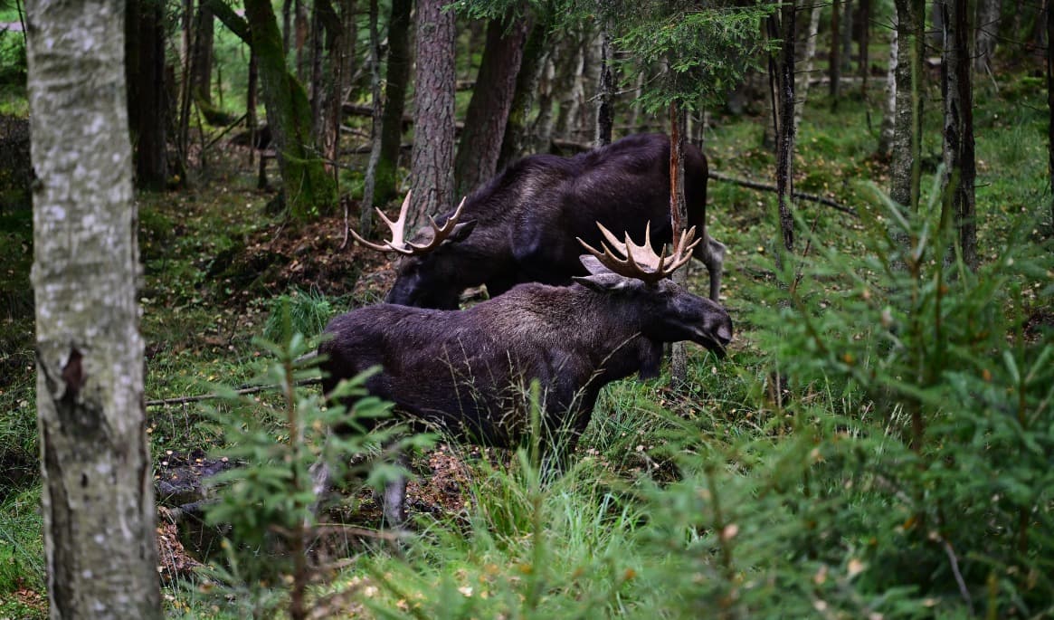 Två tjurälgar i Markaryd i Kronobergs län. Bilden är tagen den 21 september 2025. Foto: Woodan/Shutterstock