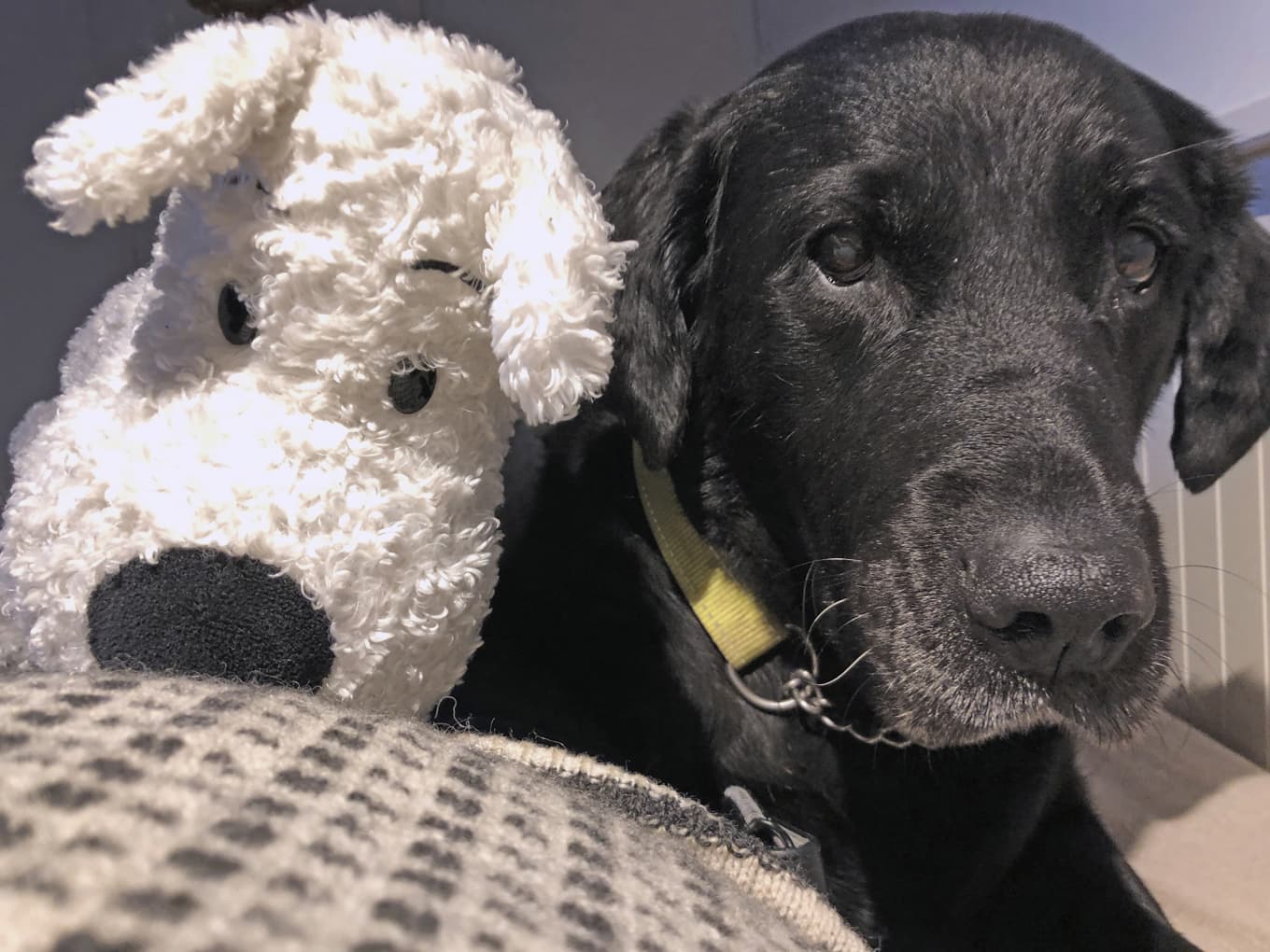 Milou och Elsa, två hundar som bidrar till glädje, kanske rentav lycka. Foto: Arne Nilsson