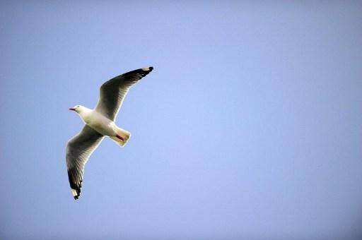 Forskare har funnit oroande höga halter av miljögift i fågelägg från sjöfåglar. (Foto: Martin Bureau/AFP)