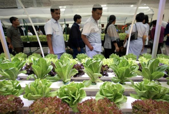 Thailändska bladgrönsaker och färska kryddor kan innehålla sjukdomsframkallande tarmbakterier. Om kryddorna och grönsakerna används i matlagning, det vill säga om man hettar upp dem till över 70 grader så dör bakterierna. Bilden är tagen vid en jordbruksmässa i Bangkok, 18 september 2003. (Foto: AFP/Pornchai Kittiwongsakul)
