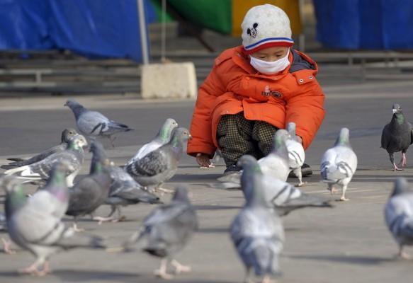 Ett barn matar duvor i Peking den 20 januari. Det senaste dödsfallet på grund av fågelinfluensa var en 16 årig pojke från centrala Peking, rapporterar statliga medier i Kina. (Foto: AFP/Liu Jin)