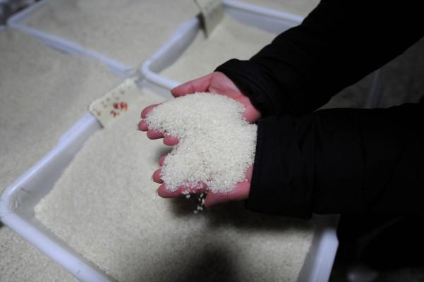 Fattiga kineser ska ha lockats att köpa falskt ris som tillverkats bland annat av plastmaterial. Bilden har inget direkt samband med artikeln. (Foto: AFP/Peter Parks) 