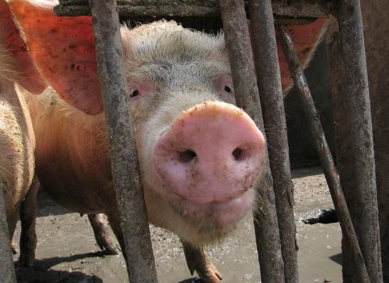 En gris från en lantgård i Anhuiprovisen där 300 grisar fick en mystisk sjukdom förra året och dog. Först slutade de att äta, sedan fick de feber, började blöda och dog. (Foto: China out Getty out/ AFP)
