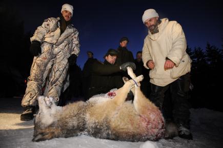 Arkivbild från förra årets vargjakt. Honan fälldes nära Kristinehamn och vägde 39,5 kg. (Foto: Olivier Morin / AFP)