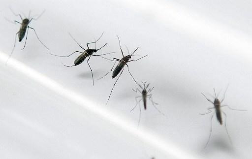 Efter en varm och fuktig sommar har myggpopulationen på ön Madeira ökat. Det är främst myggan Aede aegypti som sprider denguefeber. Myggan har setts på ön sedan 2004. (Foto: AFP/Patrice Coppee)