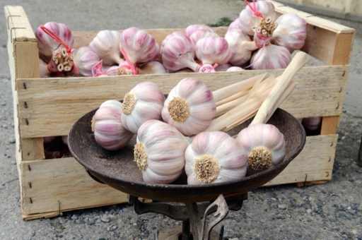 Forskarna tror att det är vitlökens antibakteriella egenskaper som är orsaken till att den kan förhindra för tidig förlossning. (Foto: AFP/Remy Gabalda)