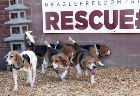 Beagles är en hundras som ofta används vid djurförsök. Den nya syntetiska huden kan avsevärt minska användningen av djur i många tester av läkemedel och hudvårdspreparat.
