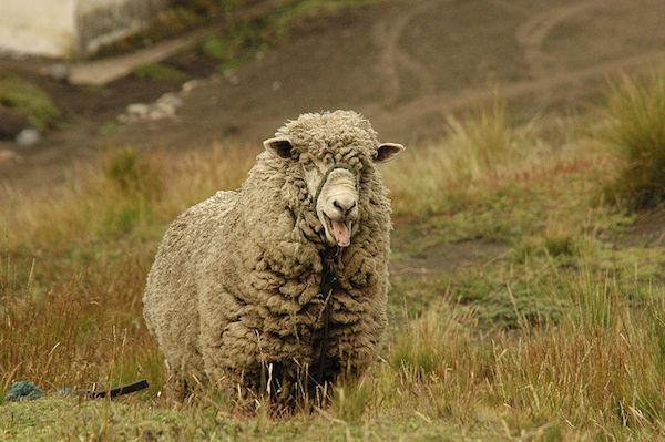 Ett får på bete nära vulkanen Chimborazo i ecuadorianska Anderna. Foto av Guido Alvarez.