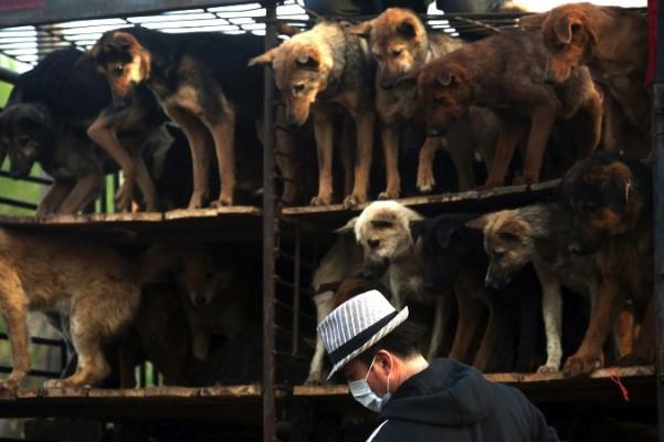 Kinesiska djurrättaktivister förbereder en räddningsaktion. (Foto: STR/AFP/Getty Images)