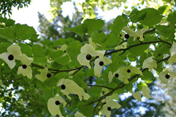 Näsduksträdets vita blad tas ofta för blommor, vilka ger trädet dess praktfulla utseende. (Foto: Mimmi Svensson/Epoch Times)