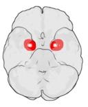 Hjärnan sett underifrån, amygdala eller mandelkärnorna är rödmarkerade. (Foto: wikipedia.se)