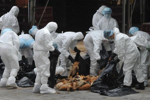 Arbetare lägger döda kycklingar i plastsäckar efter att de har avlivats på en distributionscentral för levande kycklingar i Hongkong den 21 december 2011. (Foto: Aaron Tam/AFP/Getty Images)