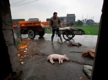 En död gris ligger på marken i kommunen Jiaxing i Zhejiangprovinsen i Kina, den 13 mars. Över 6 000 grisar har fiskats upp ur Huangpufloden, som flyter genom Shanghai. De har dumpats i floden av bönder i Jiaxing. (Foto: AFP/AFP/Getty Images)