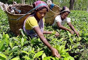 TEA TIME: Arbetare plockar teblad vid en plantage i Kaziranga, Indien. (Foto: Anupam Nath AFP)