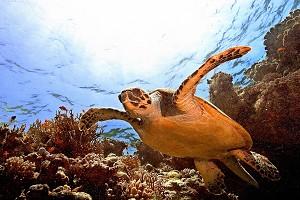 En havssköldpadda  (Eretmochelis imbricata). (Foto: Tarik Tinazay/AFP/Getty Images)  