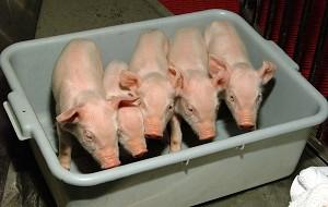 Klonade grisar födda juldagen 2001 i Storbritannien. De fem små grisarna skapades av samma företag som producerade fåret Dolly 1997. (Foto: PPL Therapeutics via BWP Media/Getty Images)