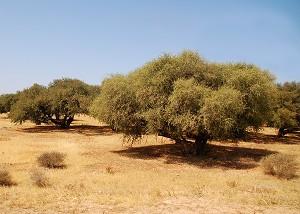 Arganträdet växer endast i Marocko. (Foto:Luc Viatour/Wikimedia)
