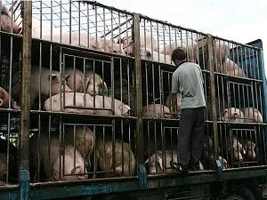 En grishandlare förbereder djur för transport till slakteri. (Foto: China Photos/Getty Images)