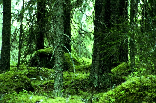 Svensk gammelskog. (Foto: med tillsånd av Fennerschool)