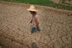 En bonde går på ett uttorkat fält i byn Sanjiao, 26 augusti 2006, i Qijiang-länet i Kina. 400 000 invånare i Zhangjiajiekommunen i provinsen Hunan har drabbats av den värsta torkan på 40 år och lider brist på vatten. (Foto: China Photos/Getty Images) 