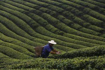 Teskörd i Chongqing i Kina. Den tidiga användningen av teblad hade medicinska syften. (Foto: China Photos/Getty Images)