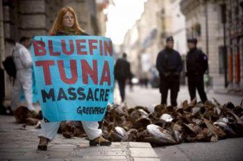 Bildtext: Greenpeaceaktivister håller upp en banderoll intill en tonfisk, som gruppen dumpade framför Frankrikes  jordbruksminister i Paris i slutet av november 2008. Gruppen krävde ett förbud mot fiske av tonfisk och att arten skyddas. (Foto: Martin Bureau/AFP/Getty Images)
