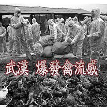 Hundratusentals kycklingar slaktas i Wuhan för att kontrollera det senaste utbrottet av fågelinfluensa (Foto: Sound of Hope)