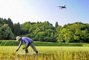 En japansk jordbrukare på ett risfält nära Narita i Japan. Japan står inför stora utmaningar inom jordbrukssektorn när regeringen satsar biljoner yen på jordbruksstöd. (Foto: Kazuhiro Nogi / AFP / Getty Images)
