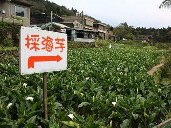 Säsong för kallan: Kallan är en bekant och vacker syn vid Yangmingshan i området Jhuzihhu, Taiwan. De är speciellt iögonfallande i mars och maj. (Foto: Epoch Times/Matthew Robertson).
