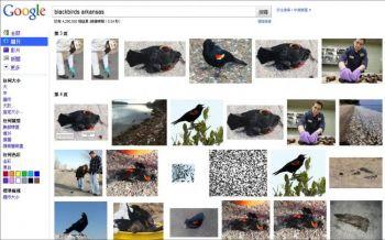 En skärmdump visar foton på fåglarna i Arkansas. Alla fåglar på bilderna är hanar. (Foto: Epoch Times)

