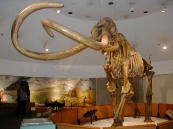 Ett konstruerat skelettet av en ullig mammut (Foto: Wikipedia)