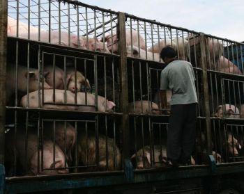 En arbetare undersöker grisar inför frakt i Yichang i Hubeiprovinsen, 2007. (Foto: China/Getty Images )