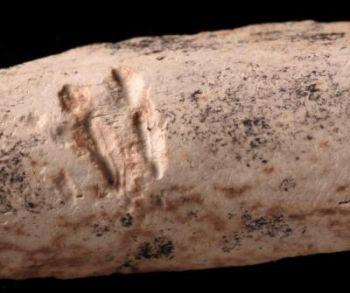 Bitmärken i revbenet på en stor dinosaur, gjorda av ett däggdjur som levde för 75 miljoner år sedan. (Nicholas Longrich/Yale University)
