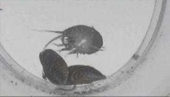 Dikerogammarus villosus, en sötvattenräka, har hittats i Storbritannien, vilket har fått regeringen att skicka ut varningar till sportfiskare. "Mördarräkan" har skapat oro bland vetenskapsmän eftersom denna invaderande art kan skada ekosystemet. (Foto: Skärmdump på Youtube.com)