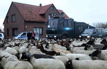 Polisen försöker att flytta en flock får från vägen som leder mot Gorleben den 8 november 2010 i Laase, Tyskland. (Foto: Miguel Villagran / Getty Images)