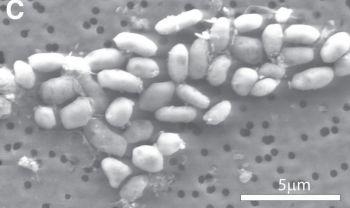 Bakterien GFAJ-1 växer genom att ta upp arsenik istället för fosfor. (Foto med tillåtelse från Science/AAAS) 
