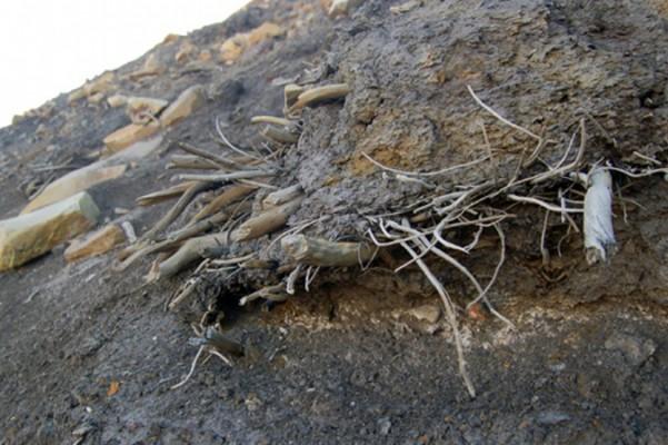 Bild av ett mumifierat träd på Ellesmere Islands i Kanada. Mossa som blottlagts genom att glaciäris smält på centrala Ellesmere Island har återvänt till livet i en studie som först publicerades 26 april 2013. (AP Photo/Ohio State University, Joel Barker)
