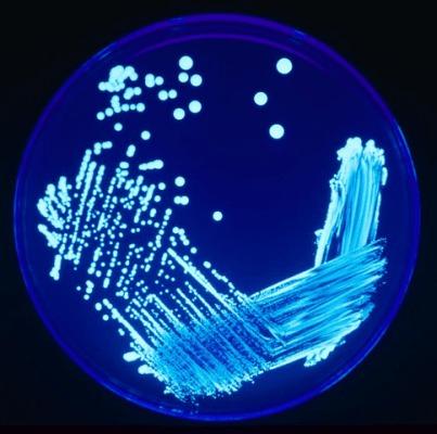 Legionella-släktet kan orsaka legionärssjukan. På bilden den vanligaste Legionella pneumophila under UV-bestrålning. (Foto: James Gahany, Centers for Disease Control and Prevention/public domain)