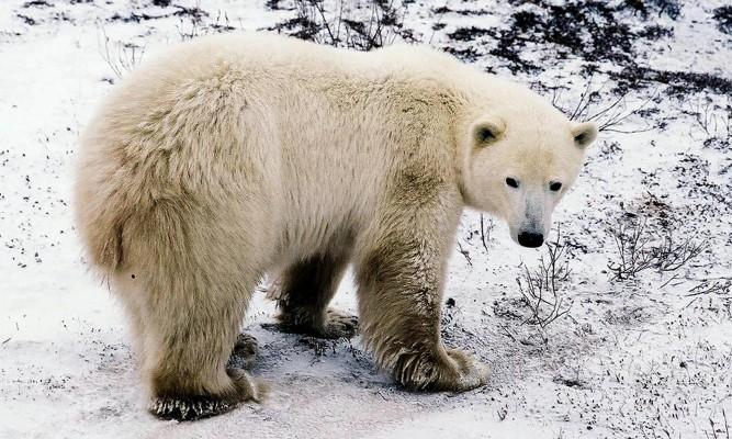 Isbjörnarna hotas av ett varmare klimat. Detta vilda exemplar fotograferades i november 2002 utanför staden Churchill i närheten av Hudsonbukten i Kanada, väntande på att havsisen skulle lägga sig. (Foto: AFP/Guy Clavel)