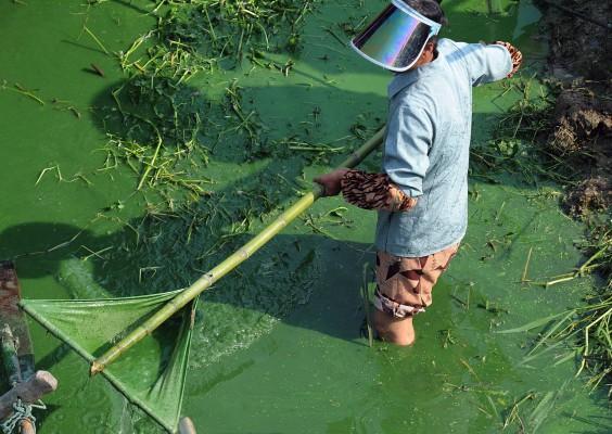 En kinesisk kvinna rensar gröna alger från Chaohusjön, i Anhuiprovinsen, östra Kina. Den alltmer ökande förekomsten av algblomning i insjöar orsakas mestadels av obehandlat avloppsvatten, som innehåller stora mängder kväve, en ingrediens i tvättmedel och växtnäring. (Foto: AFP/ Getty Images)
