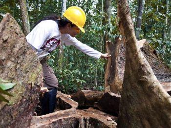 En skogstekniker kontrollerar ett Cuiaranaträd (Buchenavia grandis) som sågats ner inne i ett "godkänt avverkningsområde" under 2009, i norra Brasilien. (Foto: Antonio Scorza / AFP / Getty Images)