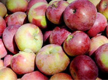 Inflation: priset på äpplen har ökat med 47 procent under det senaste årtiondet och ändå har arbetslöshetsersättningen förblivit nästan densamma. (Foto: Epoch Times)