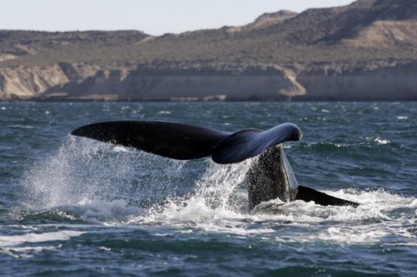 En val av arten sydkapare som hör till släktet rätvalar (Fraca Austral whale eller Southern Right Whale) slår med stjärtfenan utanför Puerto Piramides, i Peninsula Valdez i den argentinska provinsen Chubut, juni 2006. (Foto: Juan Mabromata / AFP/Getty Images)
