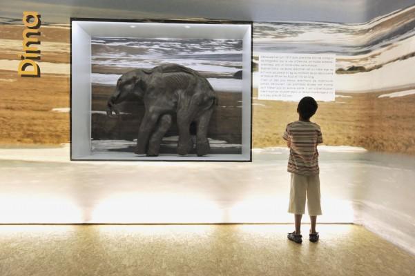 Ett barn läser beskrivningen om babymammut Dima bredvid sin kopia (i mitten) på en utställning i Frankrike den 16 juli 2010. Världens äldsta djupfrysta babymammut Khroma visades under utställningen också. (Foto: AFP/Thierry Zoccolan)