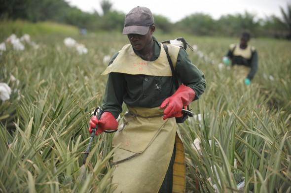 En man sprutar bekämpningsmedel på en ananasplantage nära staden Aboisso i Elfenbenskusten. En ny FN-rapport varnar för att både människors hälsa och miljön är i riskzonen på grund av överanvändningen av bekämpningsmedel och andra kemikalier. (Foto: Issouf Sanogo /AFP/Getty Images)