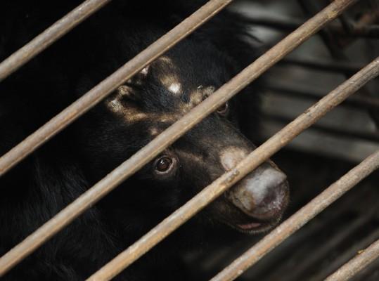 En räddad björn kikar ur en bur på björnräddningscentret, Asia Moon Bear Rescue Centre i utkanten av Chengdu, Kinas sydvästra provins Sichuan, den 6 februari 2009. Björnar som räddas från farmer där man utvinner galla ur djuren visar tecken på undernäring och sjukdomar. (Foto: Peter Parker/AFP)