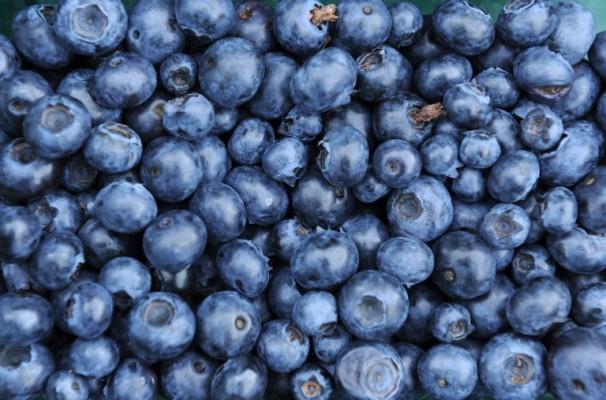 Det är känt att blåbär (Vaccinium Myrtillus) innehåller gott om antioxidanter och vitaminer. (Bild: Caroline Seidel/AFP)