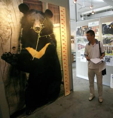 En man tittar på bilden av björnen ”Andrew”, som var den första kragbjörn som räddades undan ett liv i tortyr på en björnfarm i Kina. Februari 2006 dog björnen i levercancer. Björnar lider oerhört på dessa djurfarmer där de får katetrar instoppade i magen för att dränera galla. Gallan används i kinesisk traditionell medicin. (Foto: AFP/ Liu Jin)