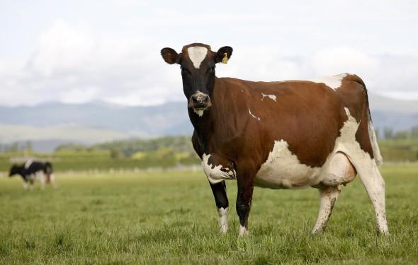 Mjölkkor står på en gård nära Ashburton, Nya Zeeland. Landets Högsta domstol upphävde regeringens godkännande av försäljning av Crafargårdar till Shanghai Pengxin. (Foto: Martin Hunter/Getty Images)