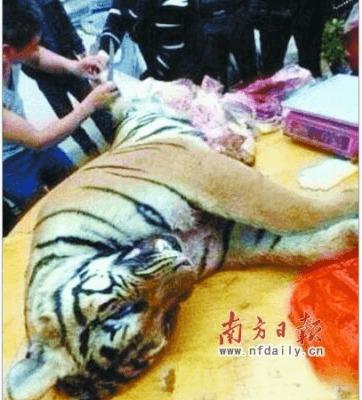 En tiger styckas i Kina. (Skärmdump från Sina News )
